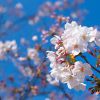 桜の季節ですね！4月のスケジュール更新